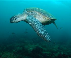 Palm Beach Reef Dive Site - Attractions Melbourne 2