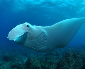 Manta Bommie Dive Site - Attractions Melbourne 0
