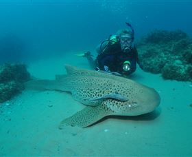 Manta Bommie Dive Site - Attractions Melbourne 1