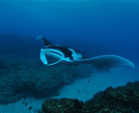 Manta Bommie Dive Site - Attractions Melbourne 2