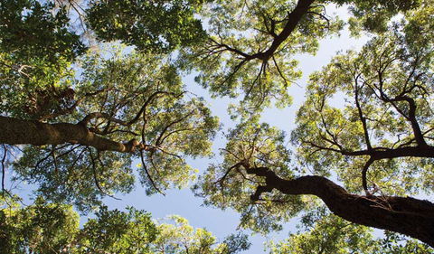 Coffs Coast Regional Park - Attractions Melbourne 2