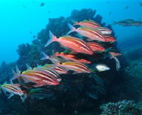 Flat Rock Dive Site