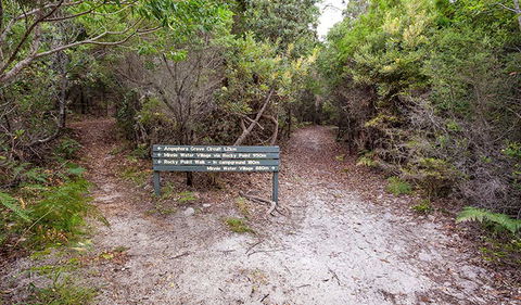 Angophora Grove Walking Track - Attractions Melbourne 0