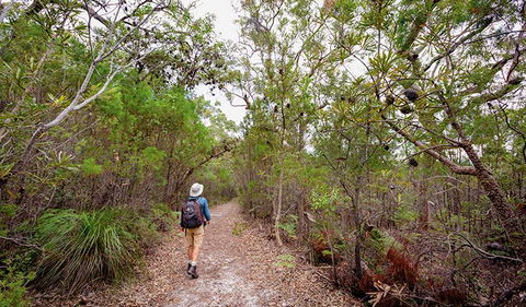 Angophora Grove Walking Track - Attractions Melbourne 1