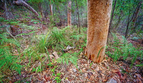 Angophora Grove Walking Track - Attractions Melbourne 2