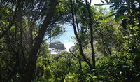 Rainforest walking track