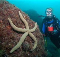 Cook Island Dive Site - Attractions Melbourne