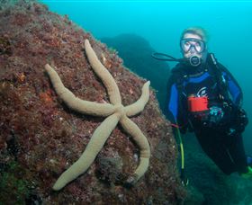 Cook Island Dive Site - Attractions Melbourne 0