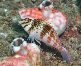 Cook Island Dive Site - Attractions Melbourne 3