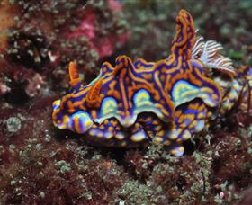 Cook Island Dive Site - Attractions Melbourne 1