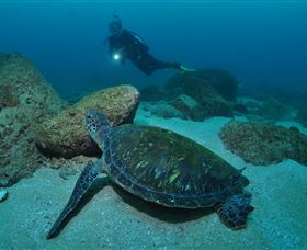 Cook Island Dive Site - Attractions Melbourne 2