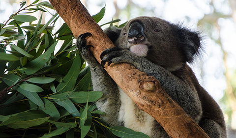 Macquarie Nature Reserve - Attractions Melbourne 0