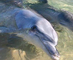 Dolphins Of Monkey Mia - Attractions Melbourne 0