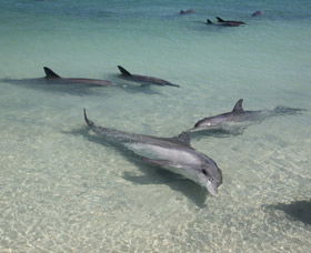 Dolphins Of Monkey Mia - Attractions Melbourne 2