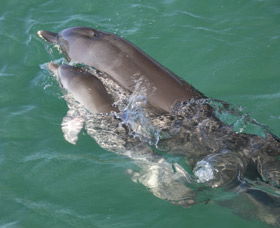 Dolphins Of Monkey Mia - Attractions Melbourne 3