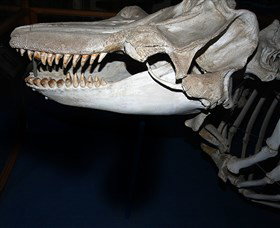 Killer Whale Trail - Attractions Melbourne 3