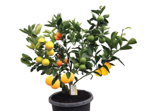 Fruit Salad Tree Company - Attractions Melbourne 3