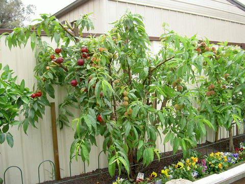 Fruit Salad Tree Company - Attractions Melbourne 4