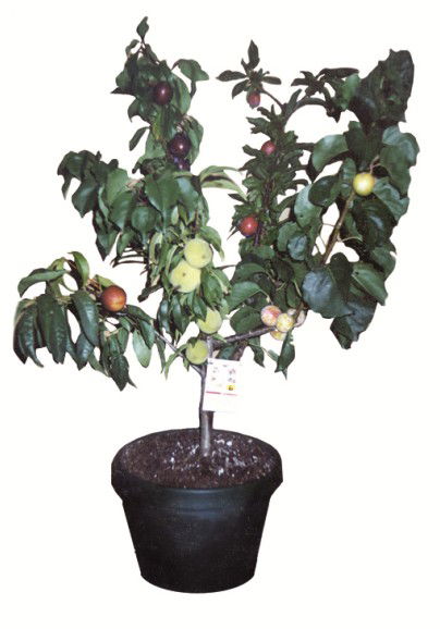 Fruit Salad Tree Company - Attractions Melbourne 5