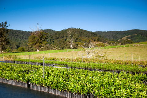 Fruit Salad Tree Company - Attractions Melbourne 6