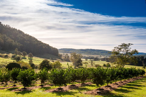 Fruit Salad Tree Company - Attractions Melbourne 7