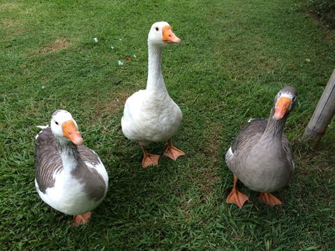 Djanbung Permaculture Gardens - Attractions Melbourne 6