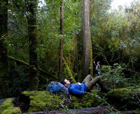 The Tarkine Drive - Attractions Melbourne 0