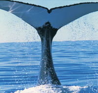 Humpback Whales - Attractions Melbourne