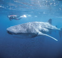 Swim with the Whale Sharks - Attractions Melbourne