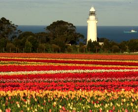 Table Cape - Attractions Melbourne 5
