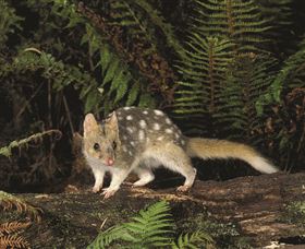 Tarkine Forest Reserve - Attractions Melbourne 0