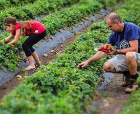 Turners Beach Berry Patch - Attractions Melbourne 3