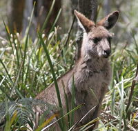 Blue Mountains Guides - Attractions Melbourne