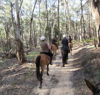 Silver Brumby Trails - Attractions Melbourne