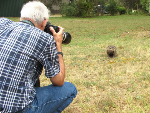 Echidna Walkabout Nature Tours - Attractions Melbourne 9