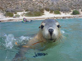 Calypso Star Charters - Attractions Melbourne 1