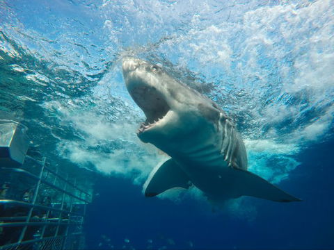 Calypso Star Charters - Attractions Melbourne 4