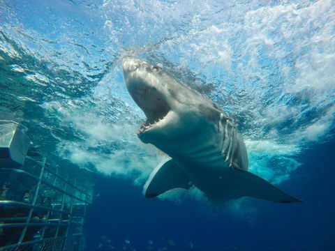 Calypso Star Charters - Attractions Melbourne 7