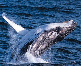 Australian Spirit Sailing Company - Attractions Melbourne 7