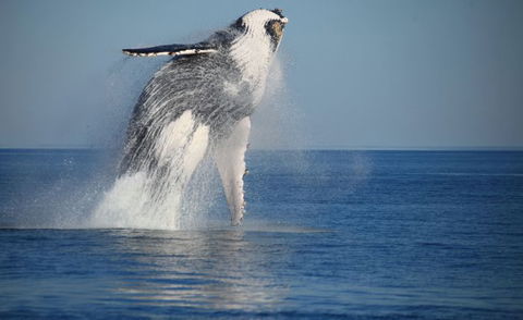 Absolute Ocean Charters - Attractions Melbourne 8