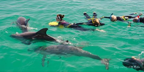 Rockingham Wild Encounters - Swim With Wild Dolphins - Attractions Melbourne 3