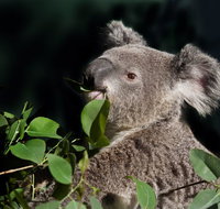 Koala Transfers - Attractions Melbourne