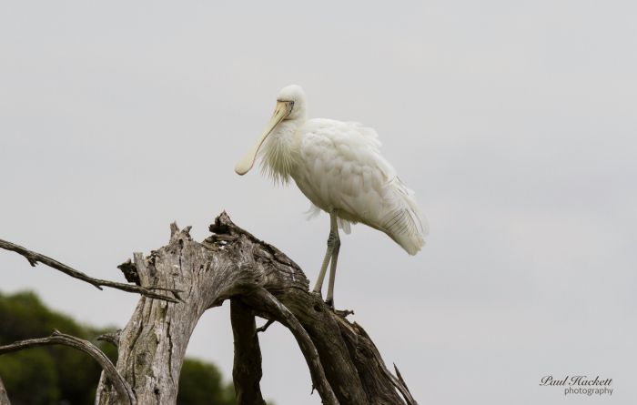 Melbourne Birding Tours South Yarra