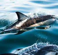 Dolphin Swim Australia - Attractions Melbourne