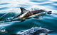 Dolphin Swim Australia - thumb 2