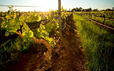 Kaesler Old Vine Vineyard Tour - Attractions Melbourne 0