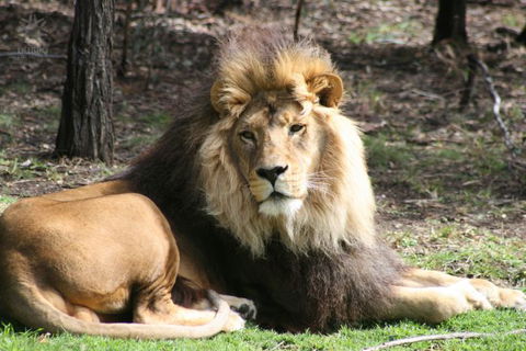 Boomers On Tour - Attractions Melbourne 7