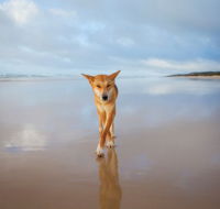 Fraser Island Adventure Tours - Attractions Melbourne