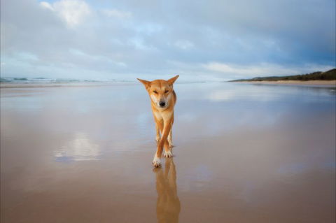 Fraser Island Adventure Tours - Attractions Melbourne 8
