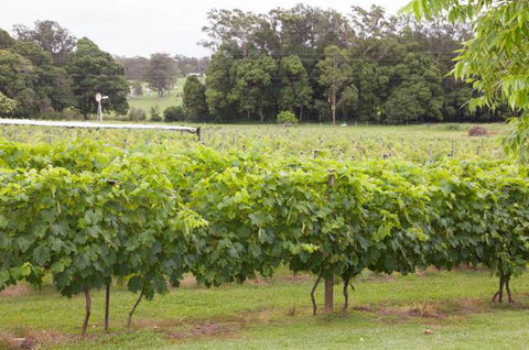 Two Tails Wines - Attractions Melbourne 2